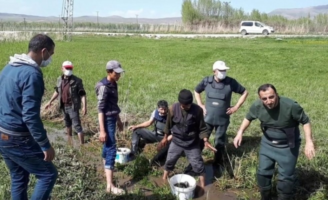 TEHLİKESİ GEÇİREN BALIKLAR İÇİN SEFERBER OLDULAR.