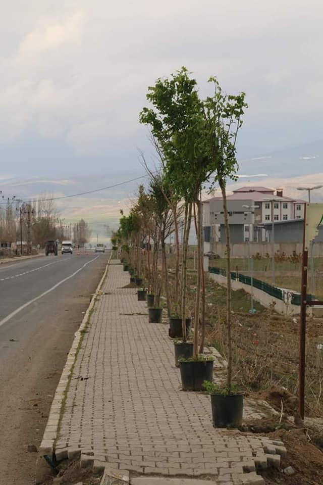 Diyadin Belediyesi fidanları toprakla buluşturmaya devam ediyor.