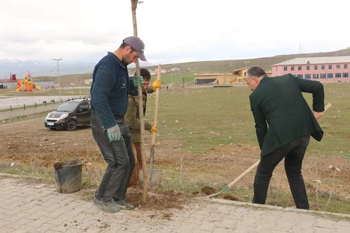 Diyadin Belediyesi fidanları toprakla buluşturmaya devam ediyor.