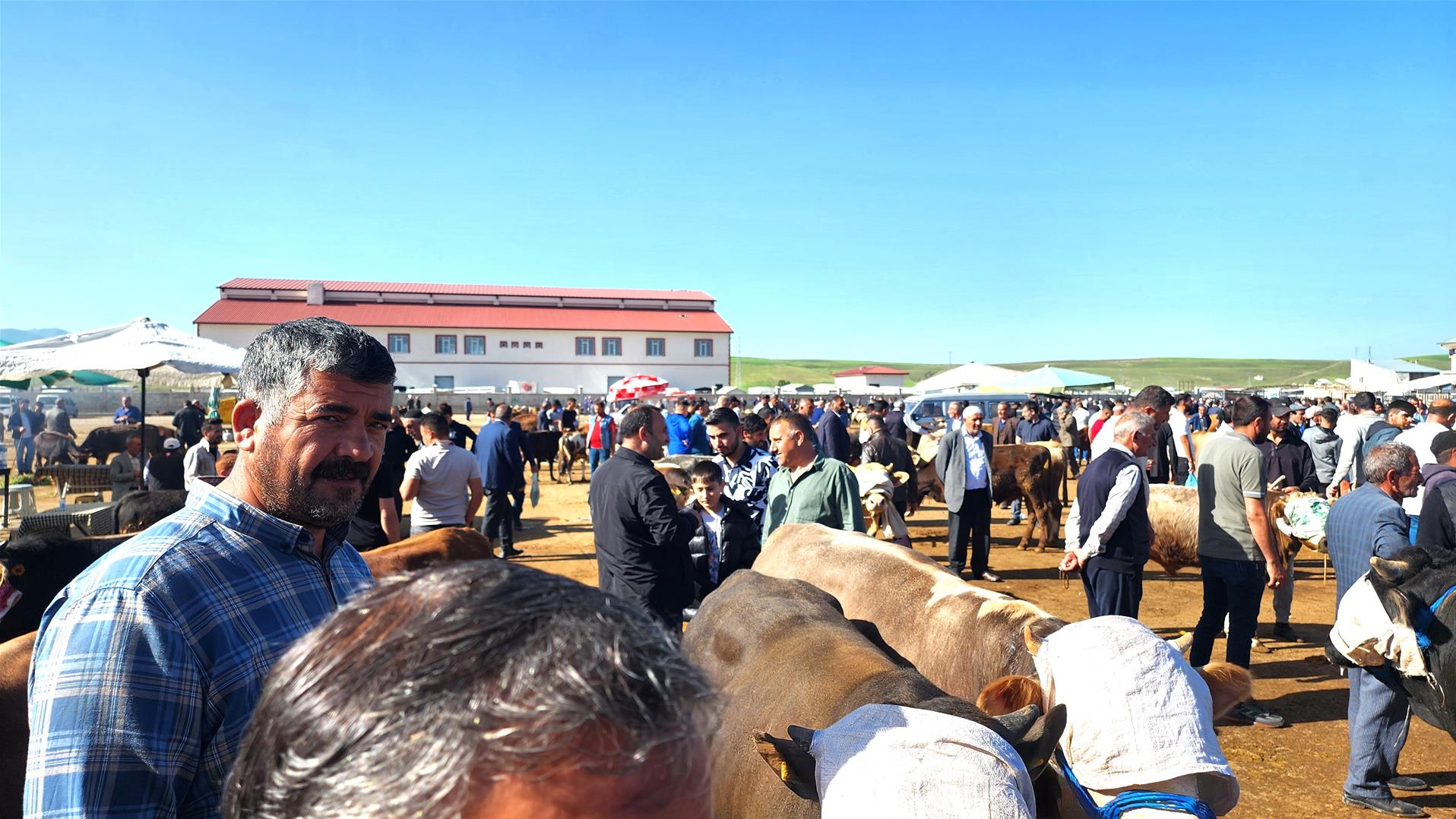 Ağrı'da Hayvancılık Yok Oluyor: 