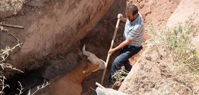 DOĞUBAYAZIT´TA LAĞIM ÇUKURUNA DÜŞEN İNEKLER İŞ MAKİNESİYLE KURTARILDI 