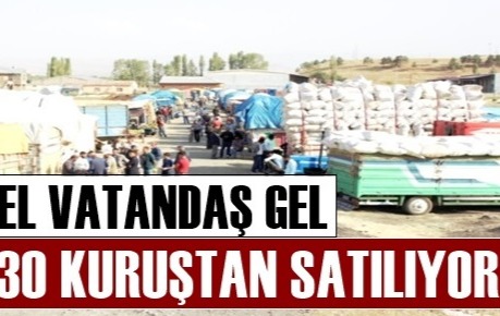 Ağrı'da Saman 30 Kuruştan Satılıyor.