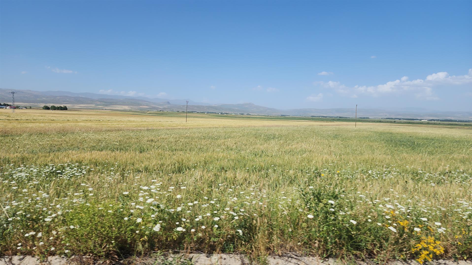 Ağrı'da Hayvancılık Yok Oluyor: 