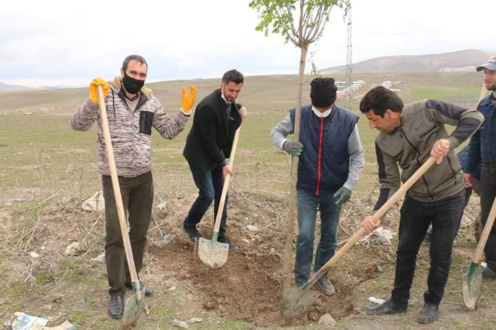 Diyadin Belediyesi fidanları toprakla buluşturmaya devam ediyor.