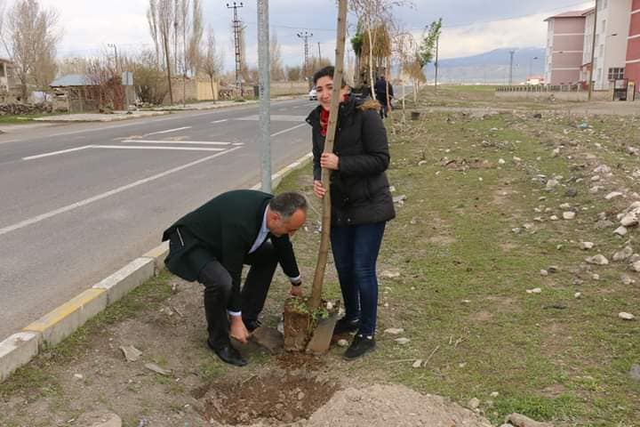 Diyadin Belediyesi fidanları toprakla buluşturmaya devam ediyor.