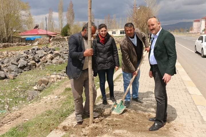 Diyadin Belediyesi fidanları toprakla buluşturmaya devam ediyor.