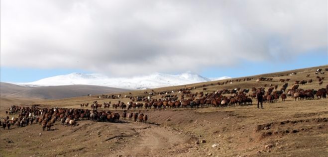 BU YIL YAYLA SEZONU ERKEN BİTTİ…