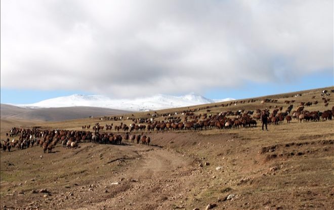 BU YIL YAYLA SEZONU ERKEN BİTTİ…