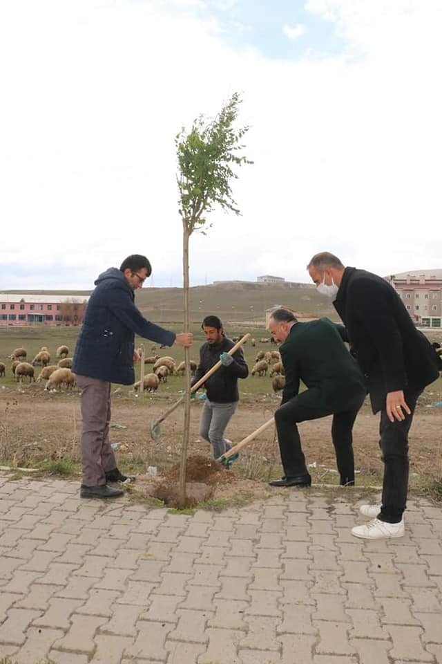 Diyadin Belediyesi fidanları toprakla buluşturmaya devam ediyor.