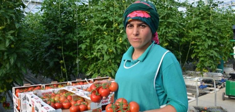 Jeotermal Sera Kadınların Ekmek Teknesi Oldu