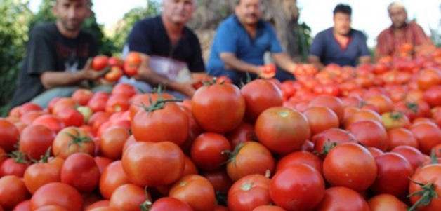 Ağrı'da sera domatesi bölgenin lezzeti oldu