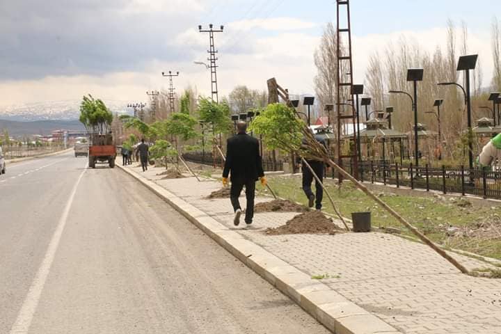 Diyadin Belediyesi fidanları toprakla buluşturmaya devam ediyor.