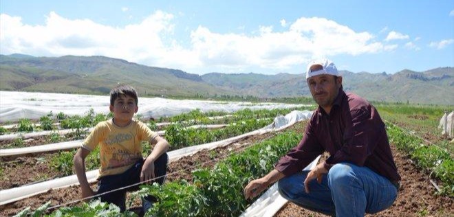 Doğubayazıt Telçeker köyünde tarım işçilerinin Ağrı Dağı eteğinde ramazan mesaisi