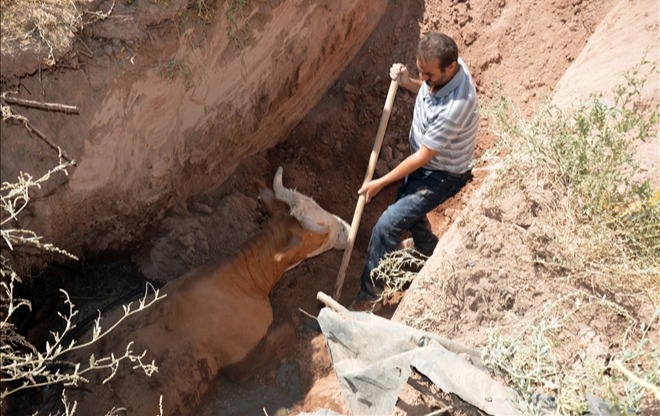 DOĞUBAYAZIT´TA LAĞIM ÇUKURUNA DÜŞEN İNEKLER İŞ MAKİNESİYLE KURTARILDI 