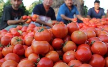 Ağrı'da sera domatesi bölgenin lezzeti oldu