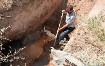 DOĞUBAYAZIT´TA LAĞIM ÇUKURUNA DÜŞEN İNEKLER İŞ MAKİNESİYLE KURTARILDI 